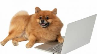 pet shop social media
