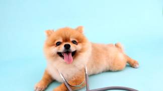 pomeranian-cachorrinho-fofo-com-estetoscopio-como-veterinario-em-azul