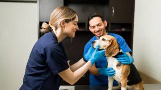 happy-female-vet-smiling-petting-beautiful-beagle-dog-exam-table-professional-veterinarian-man-holding-pet-while-examining-healthy-pet-clinic