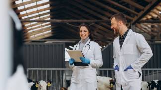 veterinary-farm-walking-cowshed-checking-cows