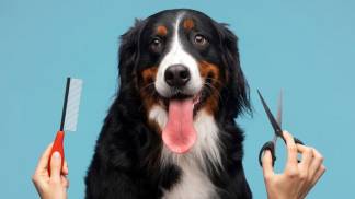 lindo-retrato-de-cachorro