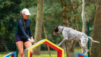 handler (3)