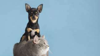 beautiful-pet-portrait-small-dog-cat