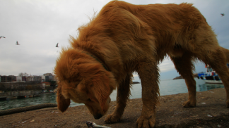 petfood form (10)