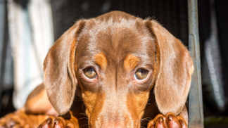 petfoodforumbrasil (7)