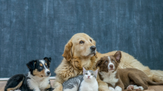 petfoodforumbrasil (10)