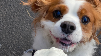 petfoodforumbrasil (2)