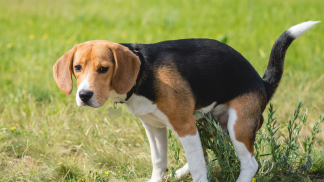 petfoodforumbrasil (3)