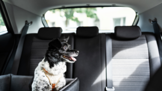 petfoodforumbrasil (14)