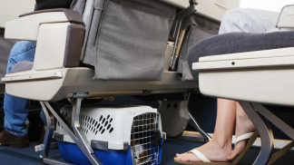 Foto_Pet_Divulgacao (1)