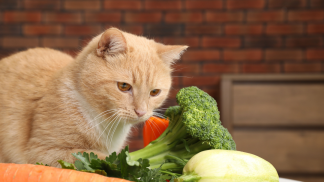 petfoodforumbrasil (24)