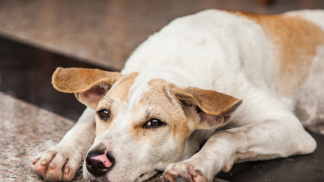 petfoodforumbrasil (32)