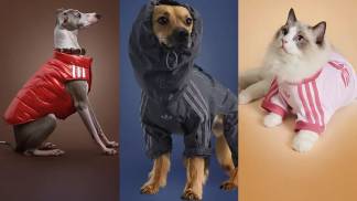 consumo-pet-ganha-novo-impulso-com-mercado-de-luxo-1200x675