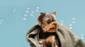 pet-care-deve-movimentar-quase-Rs-100-bi-em-sete-anos-1200x675