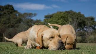 filhortes adultos e idosos