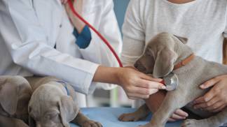 vet-doing-routine-examination
