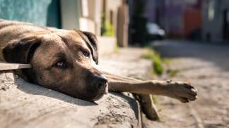 turkish-local-stray-dog-with-sad-eyes-looking-camera-street