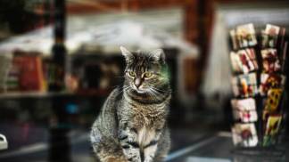 beautiful-shot-cute-gray-cat-window-store-captured-poznan-poland