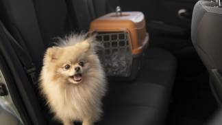 cute-dog-with-carrier-car