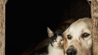 closeup-shot-snouts-cute-dog-cat-sitting-cheek-cheek