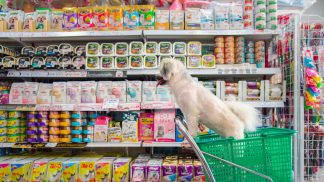 bangkok-thailand-april-8-2017-dog-so-cute-wait-pet-owner-shopping-by-selecting-variety-accessories-pet-food-from-pet-goods-shelf-petshop-her-dog-open-daily-service-everyday-scaled