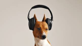 unhappy-looking-brown-white-basenji-large-black-hearphones-with-eyes-squinted-close-up-isolated-white