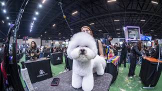 PETS25 -140825 -15h58'-DC6_9294