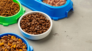 plastic-pet-bowl-with-food-gray-background-scaled.jpg