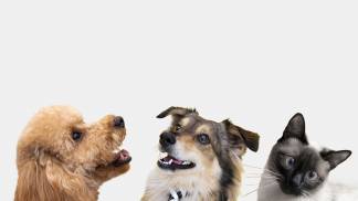 cute-animals-group-white-background