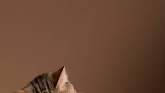 view-cat-eating-food-from-bowl